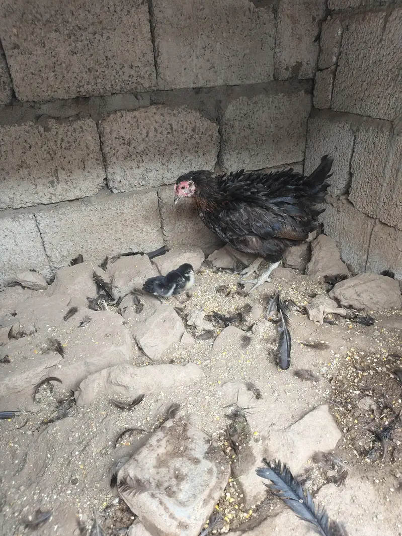 Aseel or pure desi murghi hens for sale — photo 3