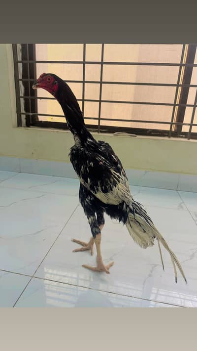 Shamo patha