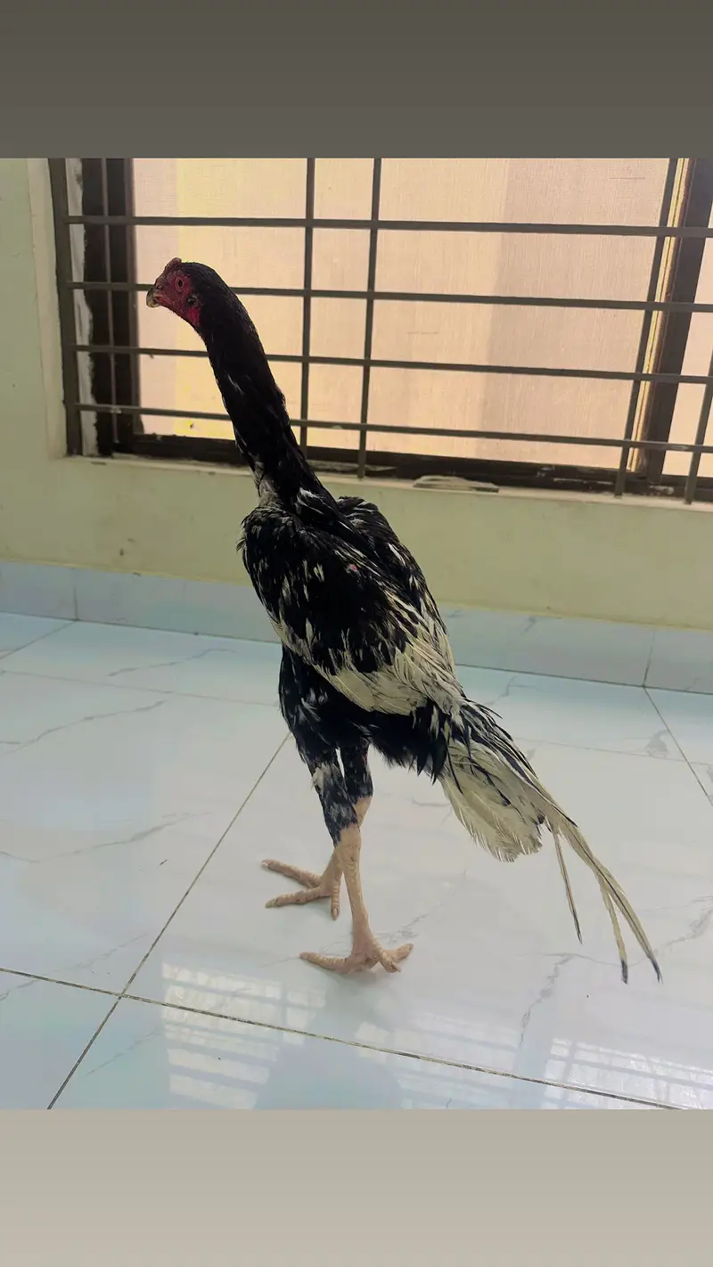 Shamo patha — photo 6