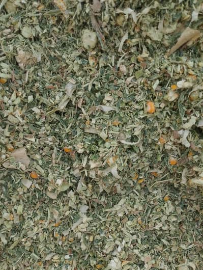best quality silage with corns