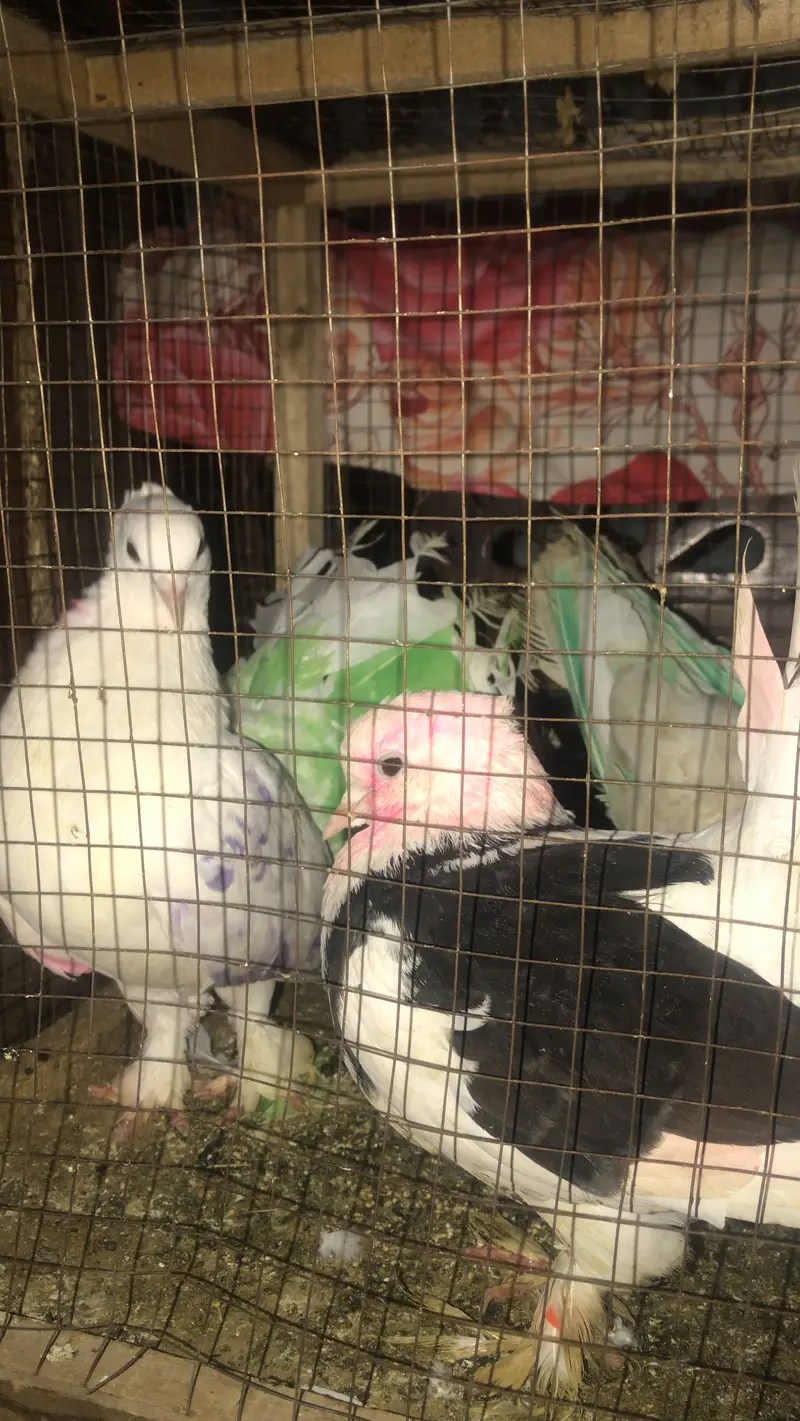 Lakka Pair White Indian Fantail - Healthy & Active