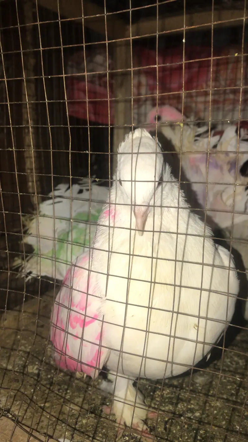 Lakka Pair White Indian Fantail - Healthy & Active — photo 3