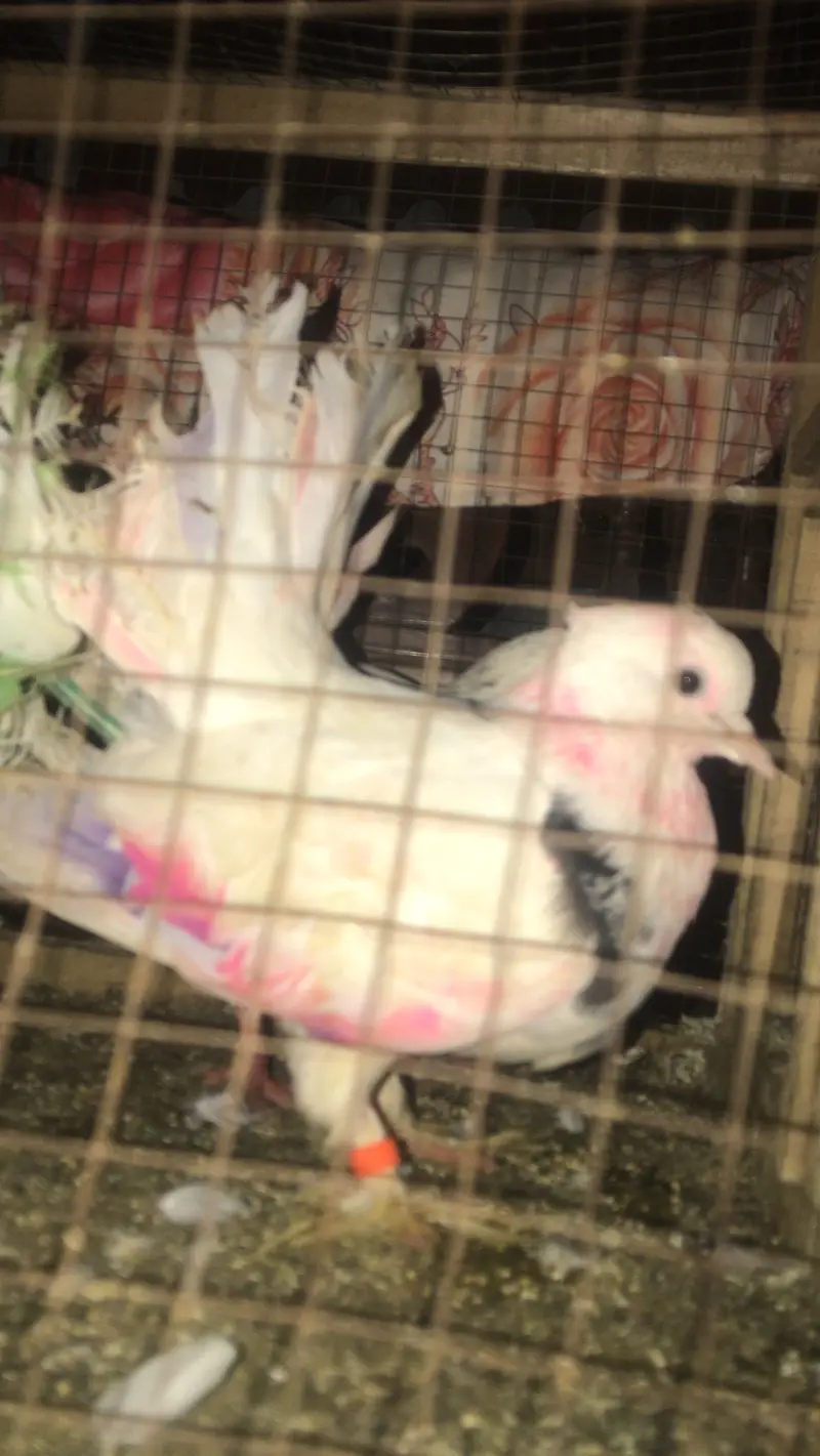 Lakka Pair White Indian Fantail - Healthy & Active — photo 4