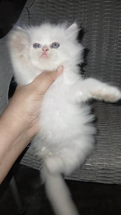 Male kitten