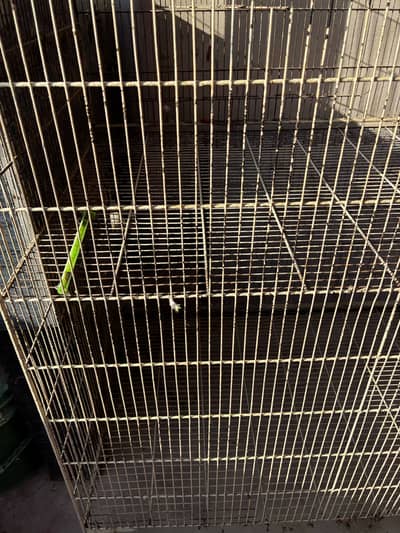 Birds cages