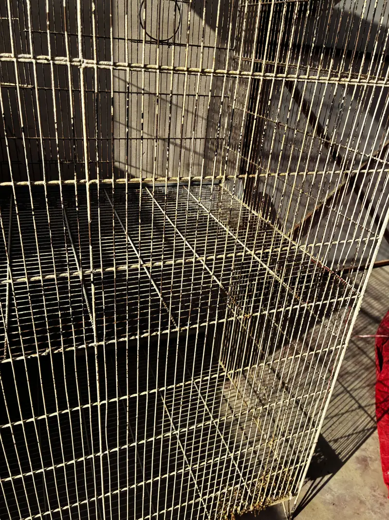 Birds cages — photo 3