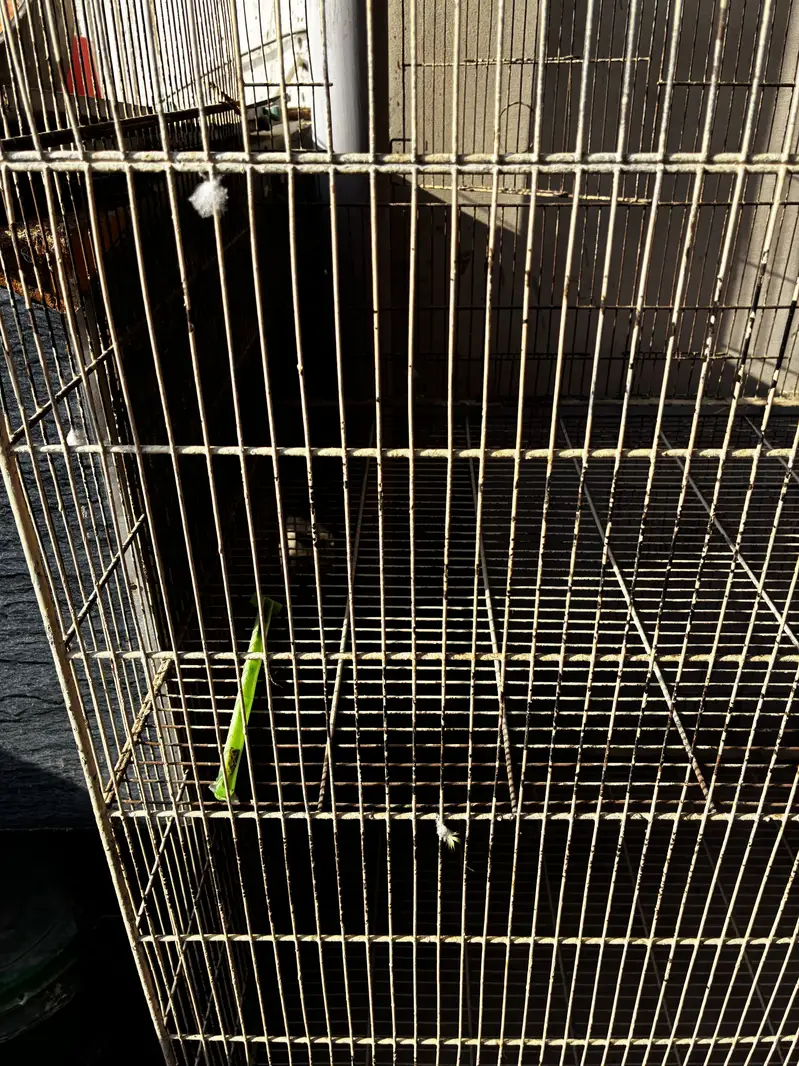 Birds cages — photo 4