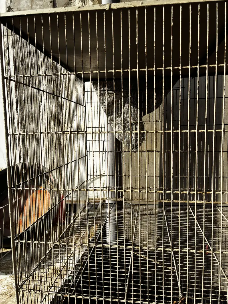 Birds cages — photo 5