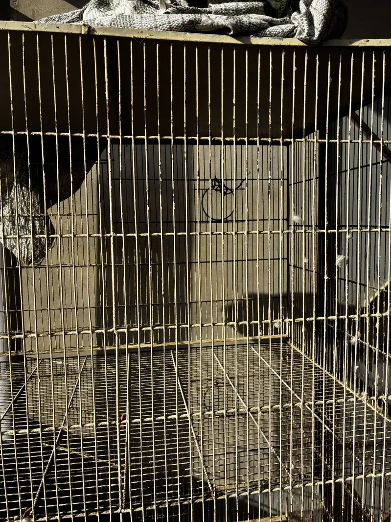 Birds cages — photo 6