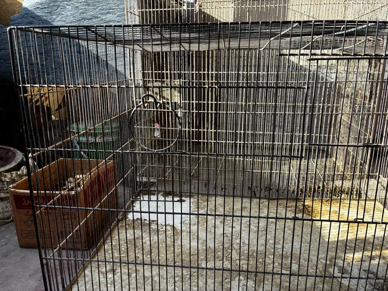 Birds cages — photo 7