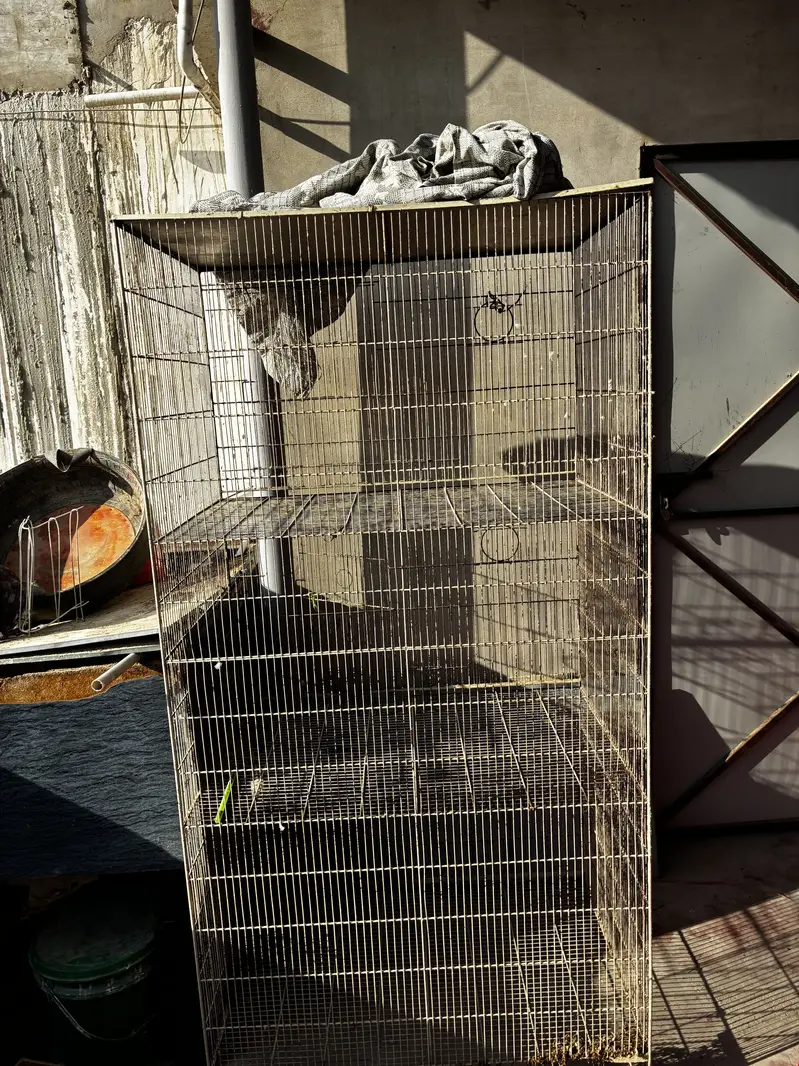 Birds cages — photo 8