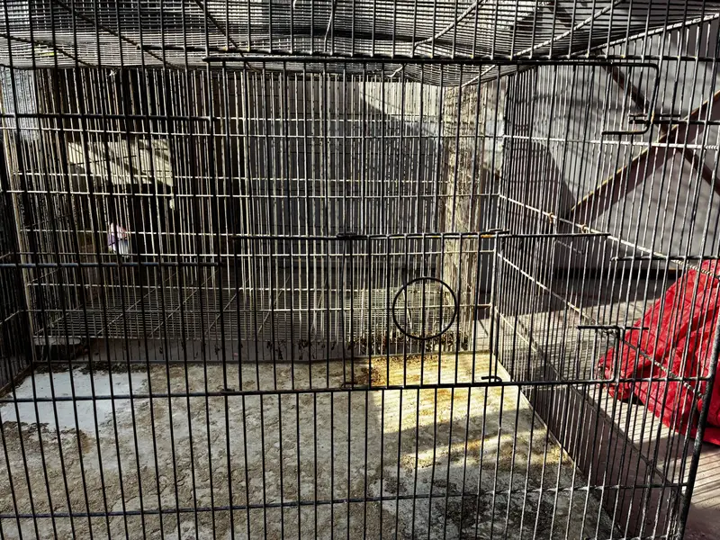 Birds cages — photo 9