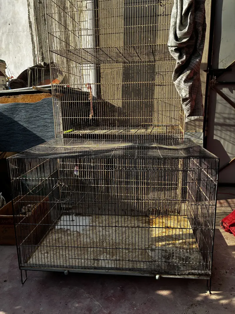 Birds cages — photo 10