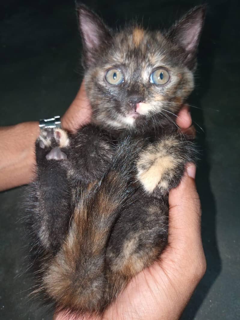 Persian kittens 0
