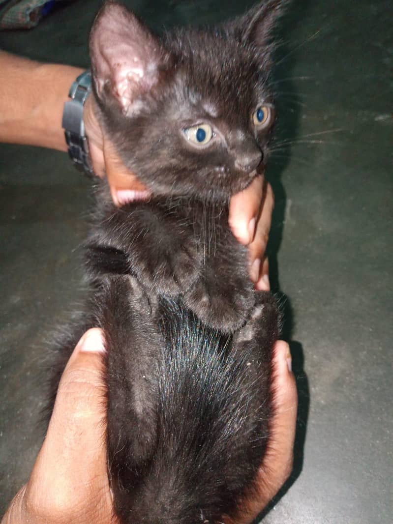 Persian kittens 1