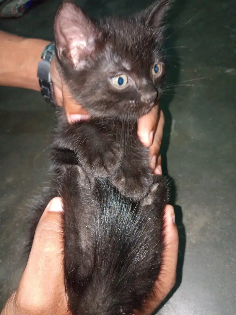 Persian kittens — photo 2