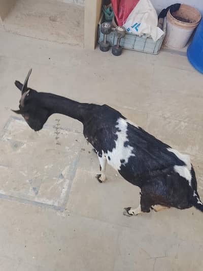 Teddy bakri 6 dant hy ,galbai Bakra hy 2 dant qurani k best hy fresh 2