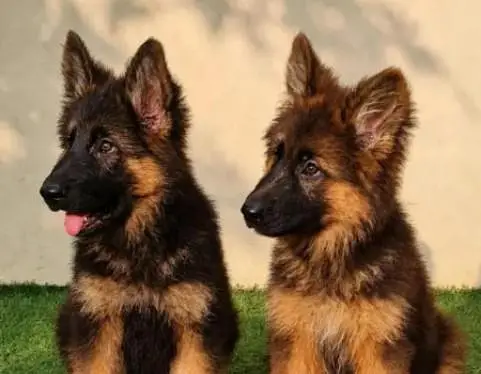 Pure German Shepherd breed for sale WhatsApp mi — photo 2