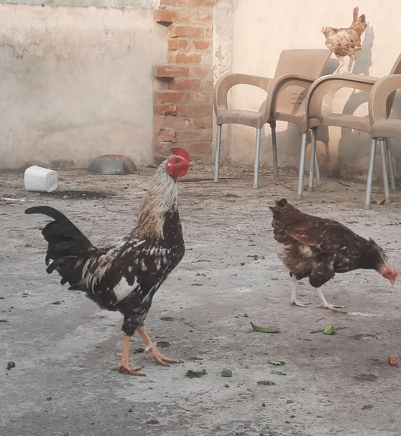 Highted Healthy Pure Desi Murga — photo 8