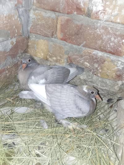 Pigeon