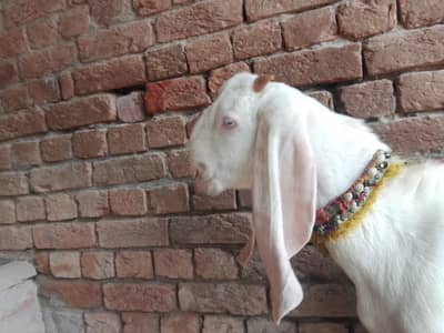 ghulabi rajanpuri male for sale