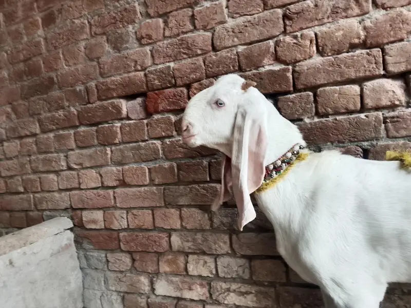 ghulabi rajanpuri male for sale — photo 2