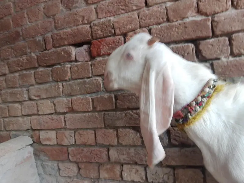 ghulabi rajanpuri male for sale — photo 3