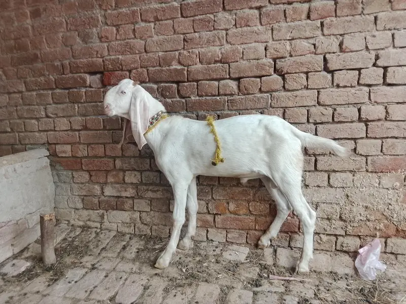 ghulabi rajanpuri male for sale — photo 4