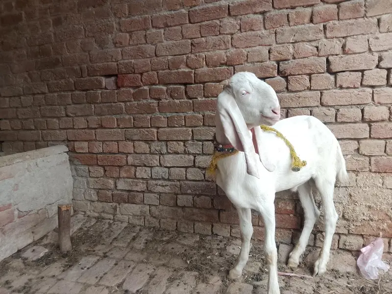 ghulabi rajanpuri male for sale — photo 5