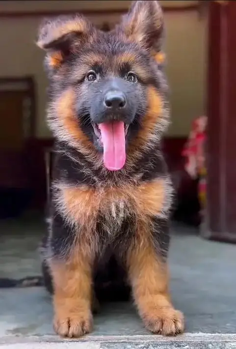 German Shepherd breed for sale mor WhatsApp — photo 2