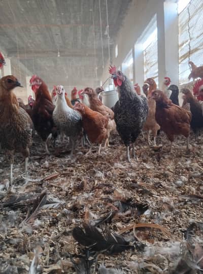 Golden Mesri Stater Hens