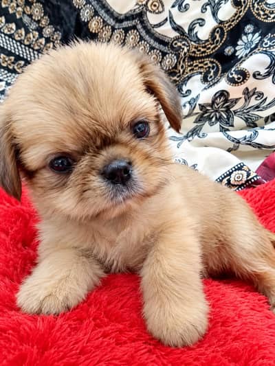 shih tzu and pug cross pug 03248297206