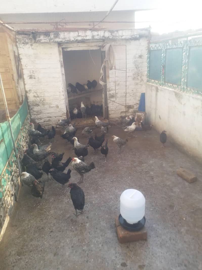 Misri or Australorp 0