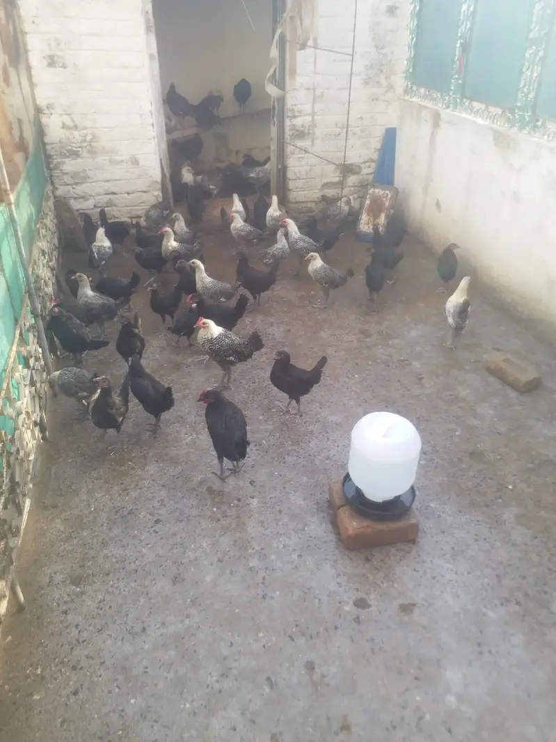 Misri or Australorp — photo 2