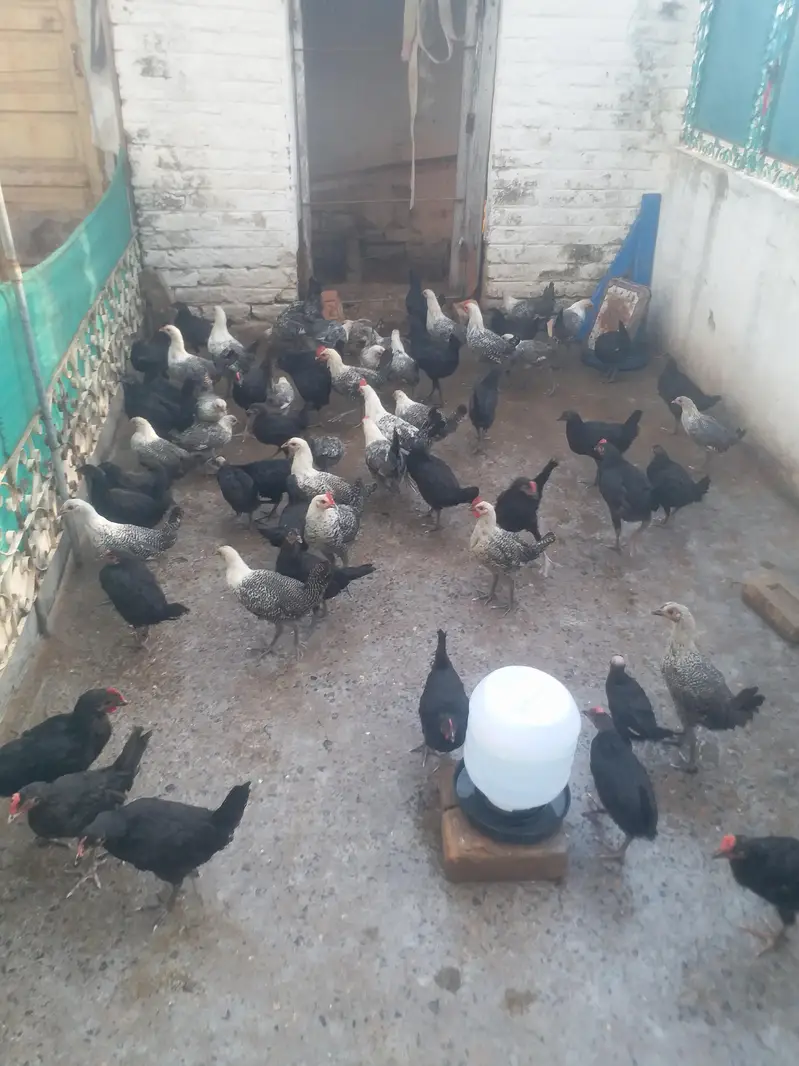 Misri or Australorp — photo 3