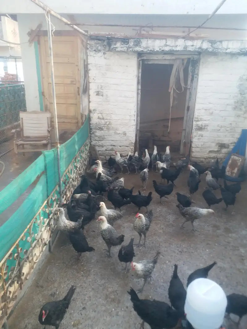Misri or Australorp — photo 4