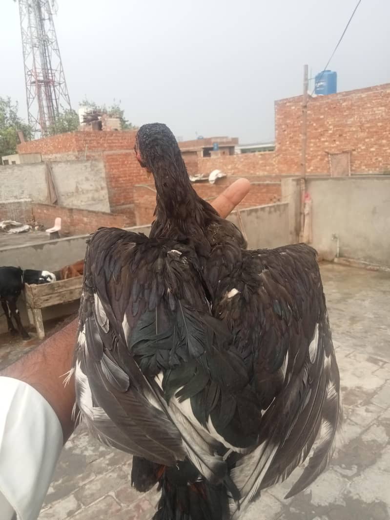 پانچ پٹھی اور پٹھے فور سیل بہت ہی اچھے Burmi 3