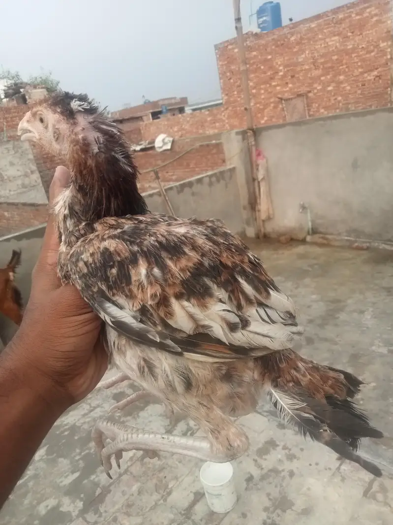 پانچ پٹھی اور پٹھے فور سیل بہت ہی اچھے Burmi — photo 5