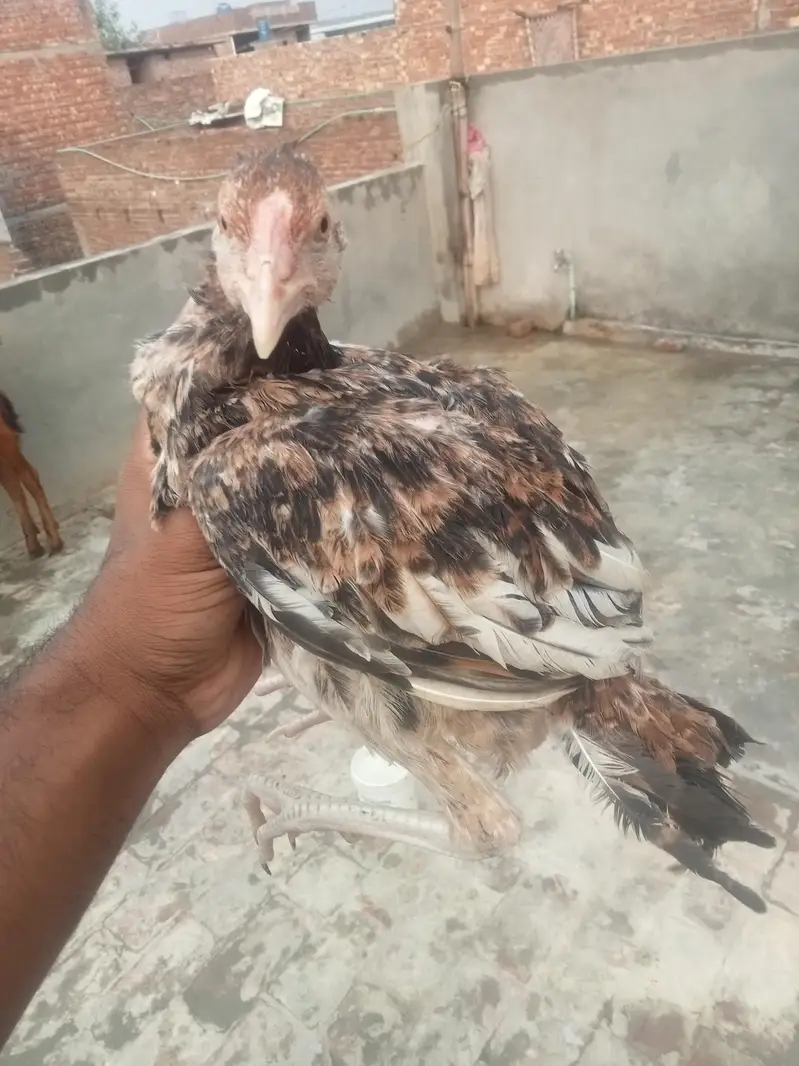 پانچ پٹھی اور پٹھے فور سیل بہت ہی اچھے Burmi — photo 7