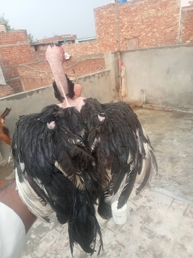 پانچ پٹھی اور پٹھے فور سیل بہت ہی اچھے Burmi 9