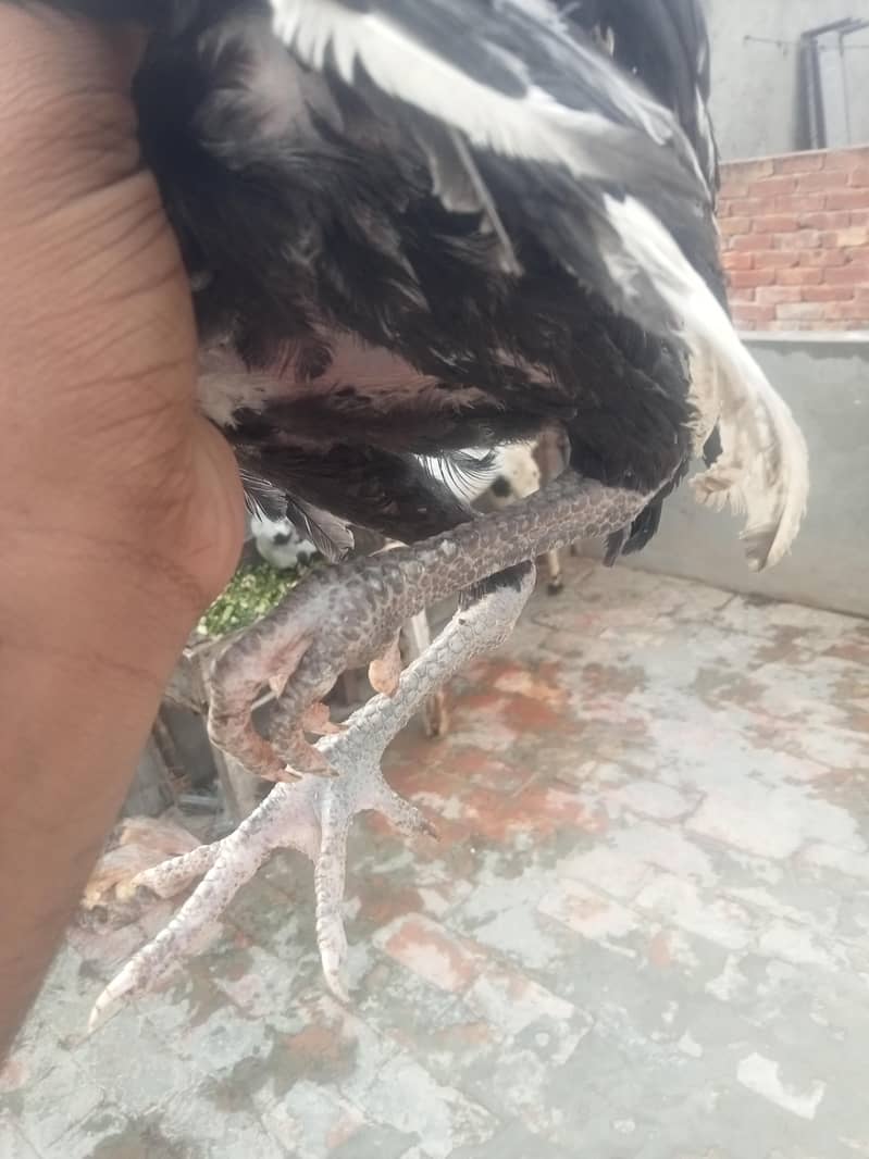 پانچ پٹھی اور پٹھے فور سیل بہت ہی اچھے Burmi 11