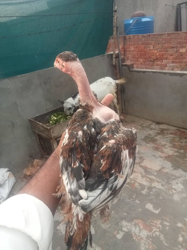 پانچ پٹھی اور پٹھے فور سیل بہت ہی اچھے Burmi 12