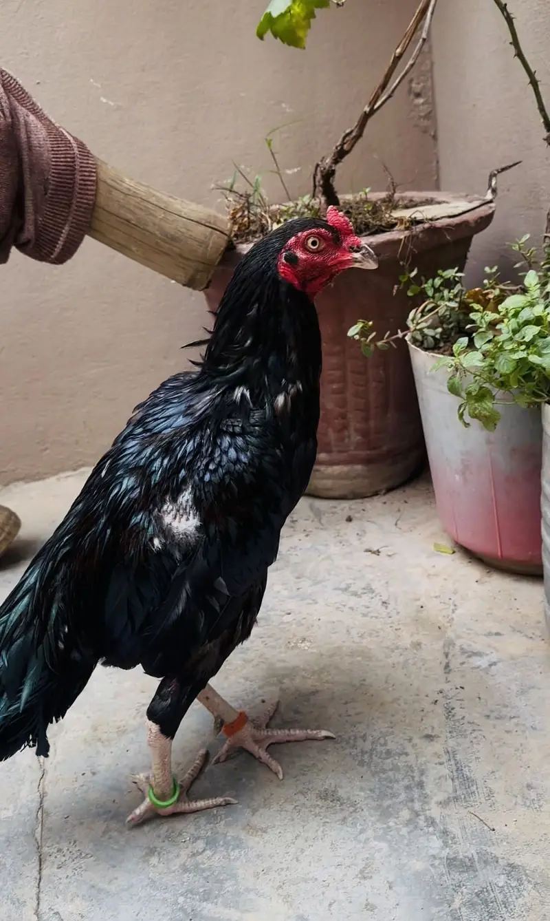 Mushka Lasani Patha | Adlakha lasani Patha — photo 2