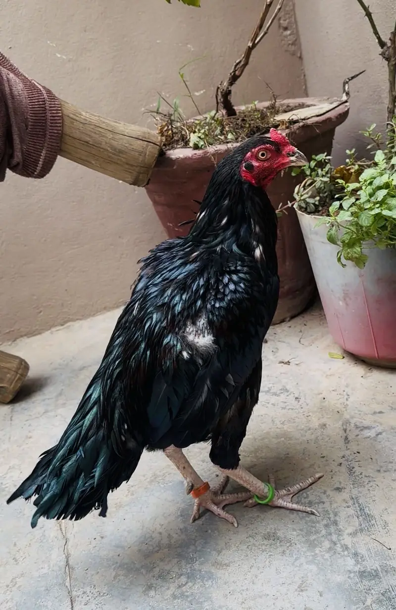 Mushka Lasani Patha | Adlakha lasani Patha — photo 3