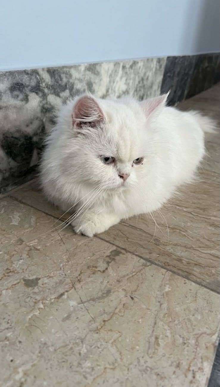 Punch face cat 0