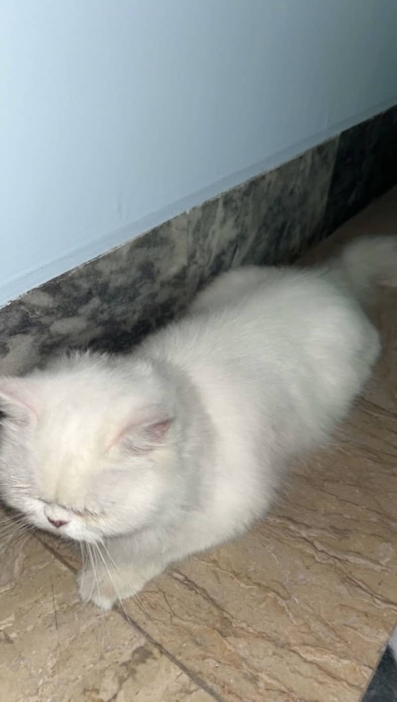 Punch face cat 1