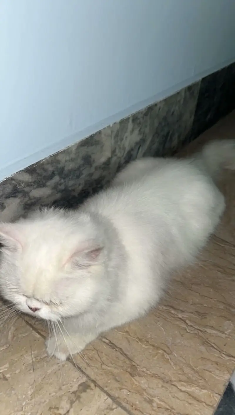 Punch face cat — photo 2