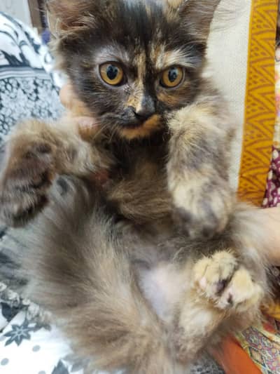 Cute & Playful Kittens for Sale