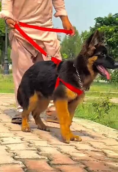 German Shepherd breed for sale mor WhatsApp
