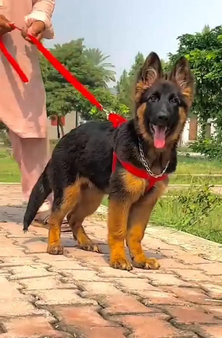 German Shepherd breed for sale mor WhatsApp — photo 2